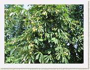 2007-08-12_12-04-15_Aout_46,3mm_1_500_eme_Canon PowerShot A95 * 2592 x 1944 * (3.65MB)